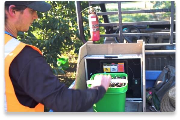 Weighing fruit in the field
