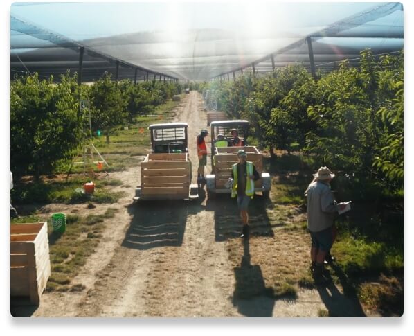 Pickers at work